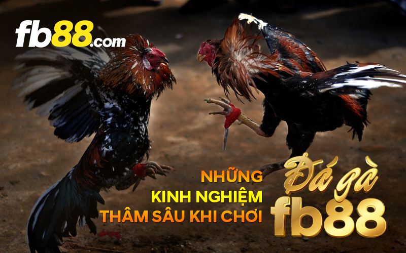 FB88 Nhà cái uy tín hàng đầu Việt Nam. Nạp tiền & Rút tiền tại Fb88 cực kỳ nhanh chóng. Chơi ngay hôm nay https://fb8868.com ! 